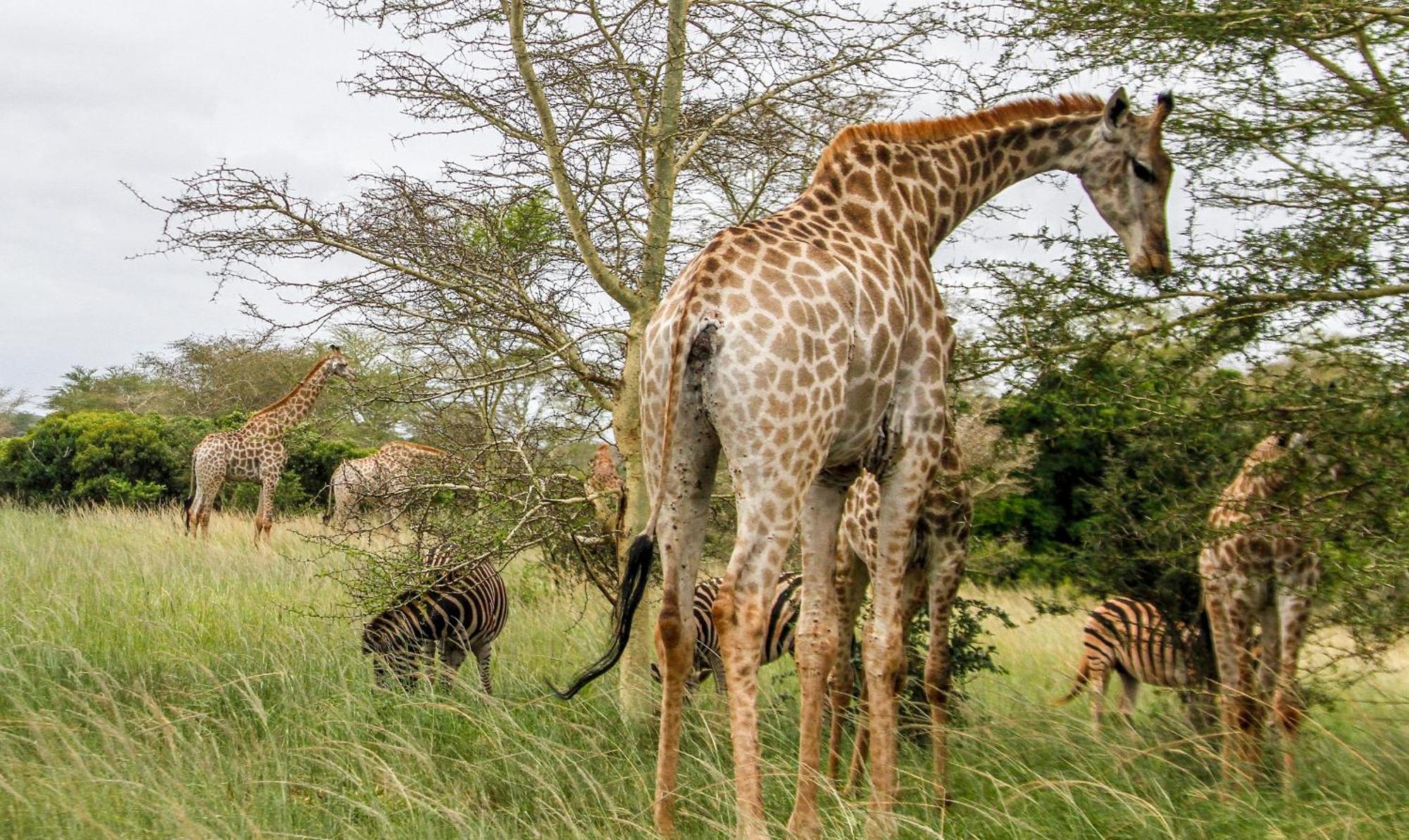 Sleepover Kruger Gate Skukuza Bagian luar foto